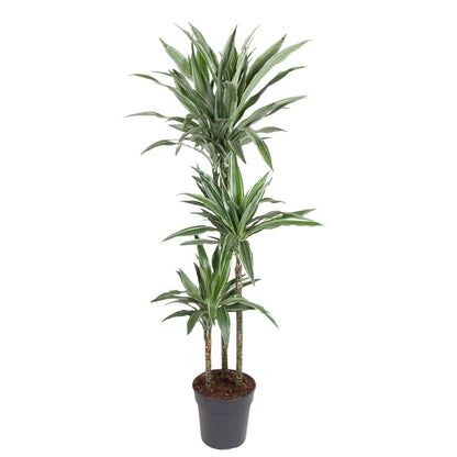 Dracaena Warneckei – Pflegeleichte Zimmerpflanze 100 cm