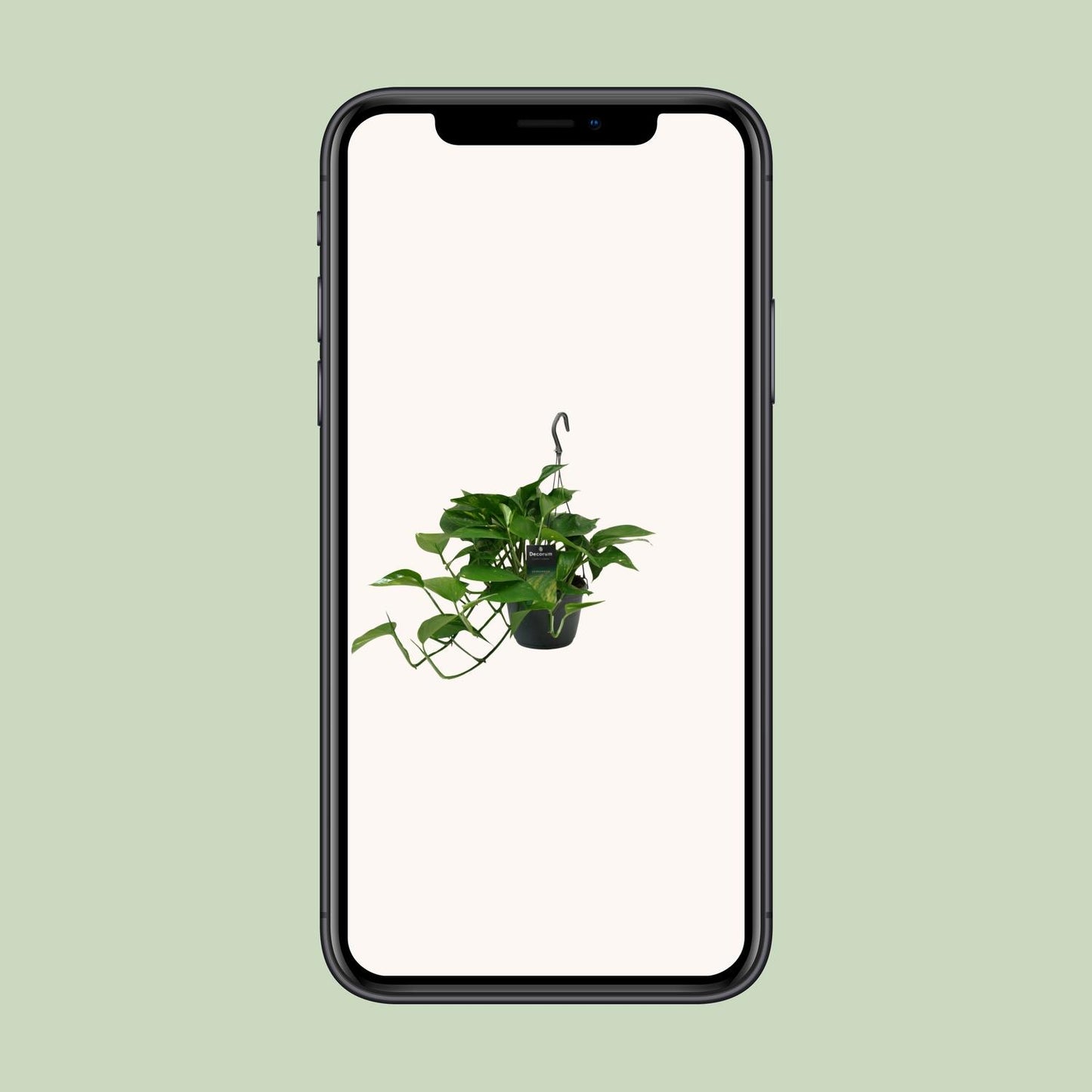 Scindapsus (Epipremnum) – pflegeleichte Zimmerpflanze Ø15cm