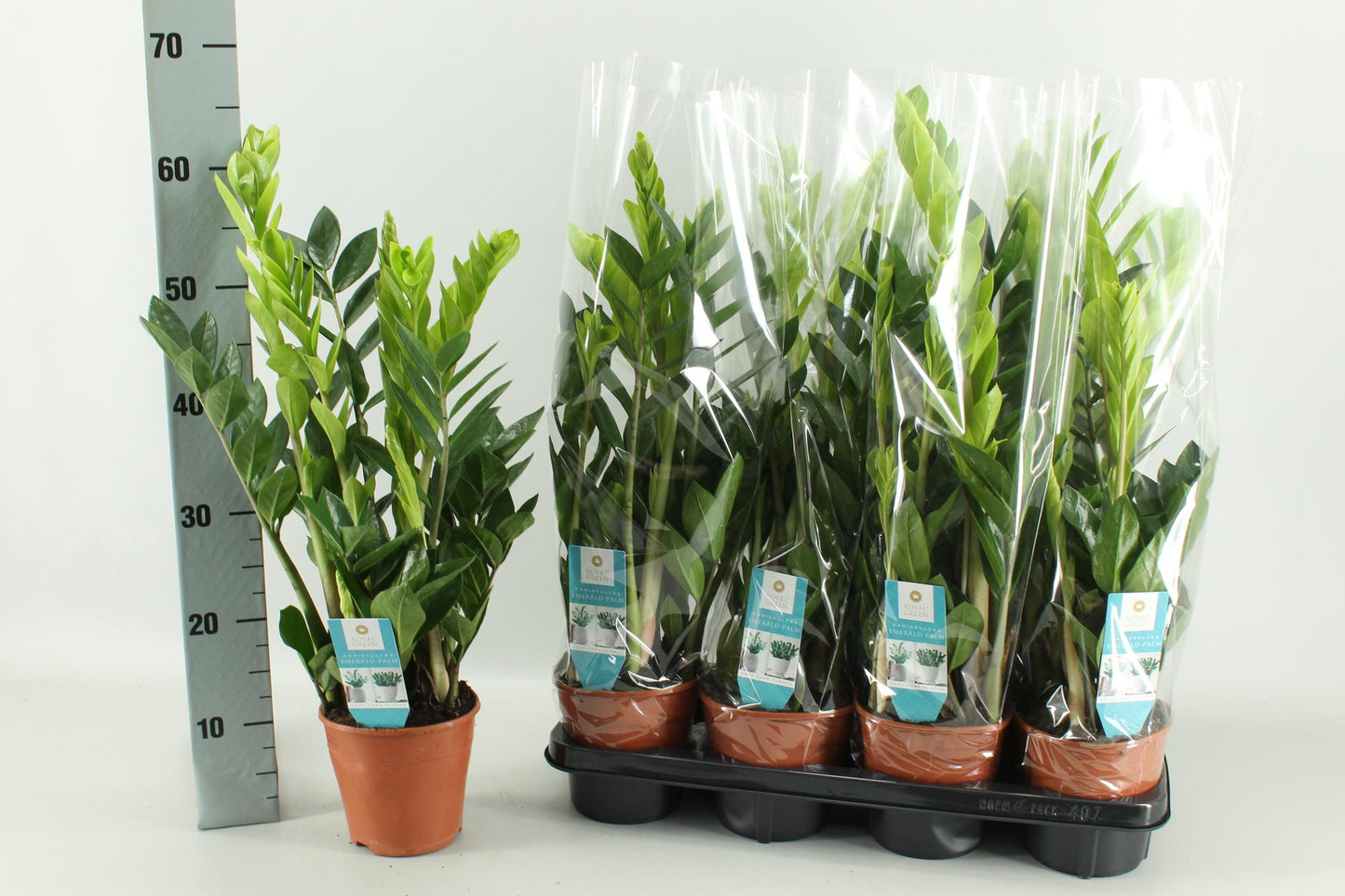 Zamioculcas – Pflegeleichte & Luftreinigende Zimmerpflanze
