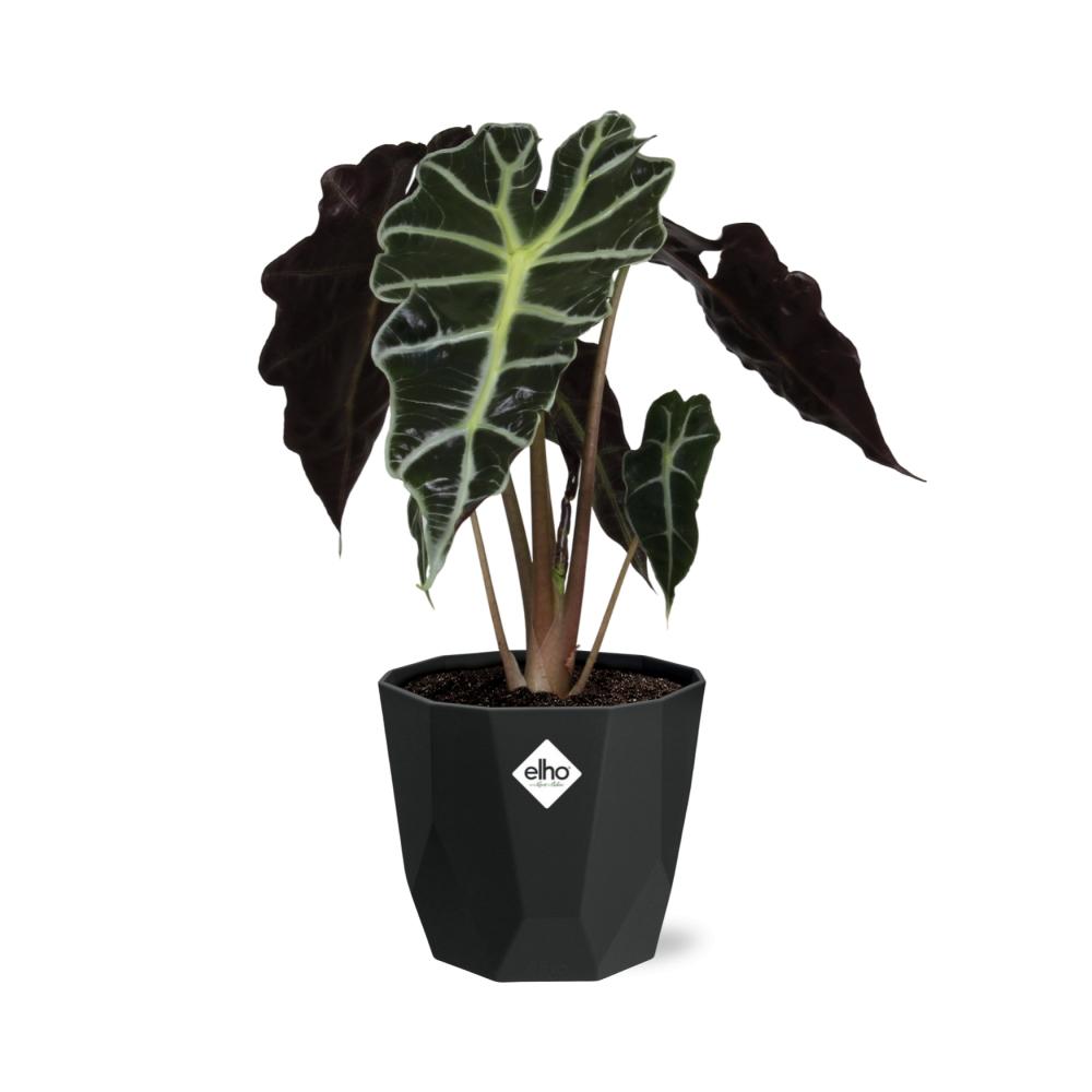 Alocasia ‘Polly’ – Tropische, pflegeleichte Zimmerpflanze im 14cm Topf