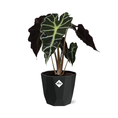 Alocasia ‘Polly’ – Tropische, pflegeleichte Zimmerpflanze im 14cm Topf