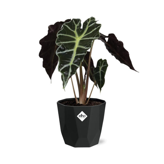Alocasia ‘Polly’ – Tropische, pflegeleichte Zimmerpflanze im 14cm Topf