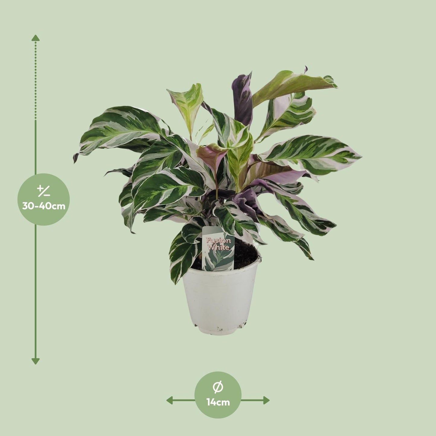 Korbmarante White Fusion – Exotische, pflegeleichte Zimmerpflanze Ø14cm