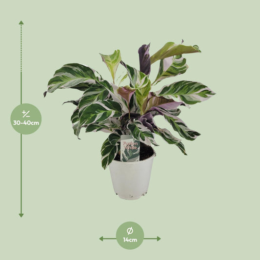 Korbmarante White Fusion – Exotische, pflegeleichte Zimmerpflanze Ø14cm