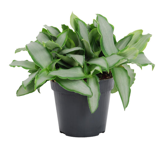 Murdannia Bright Star – Pflegeleichte Zimmerpflanze Ø12cm