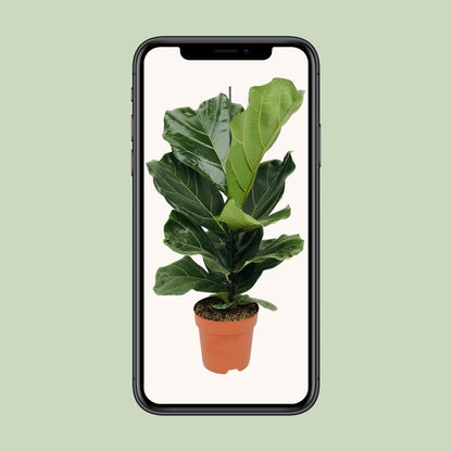 Ficus Lyrata (Geigenfeige) Ø17cm – bis 75cm hoch