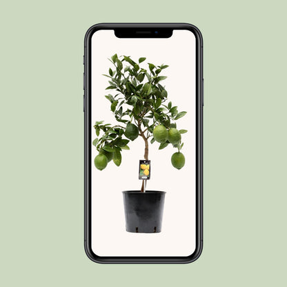 Citrus Lemon – Sonnige Zitruspflanze Ø22cm, 80cm hoch