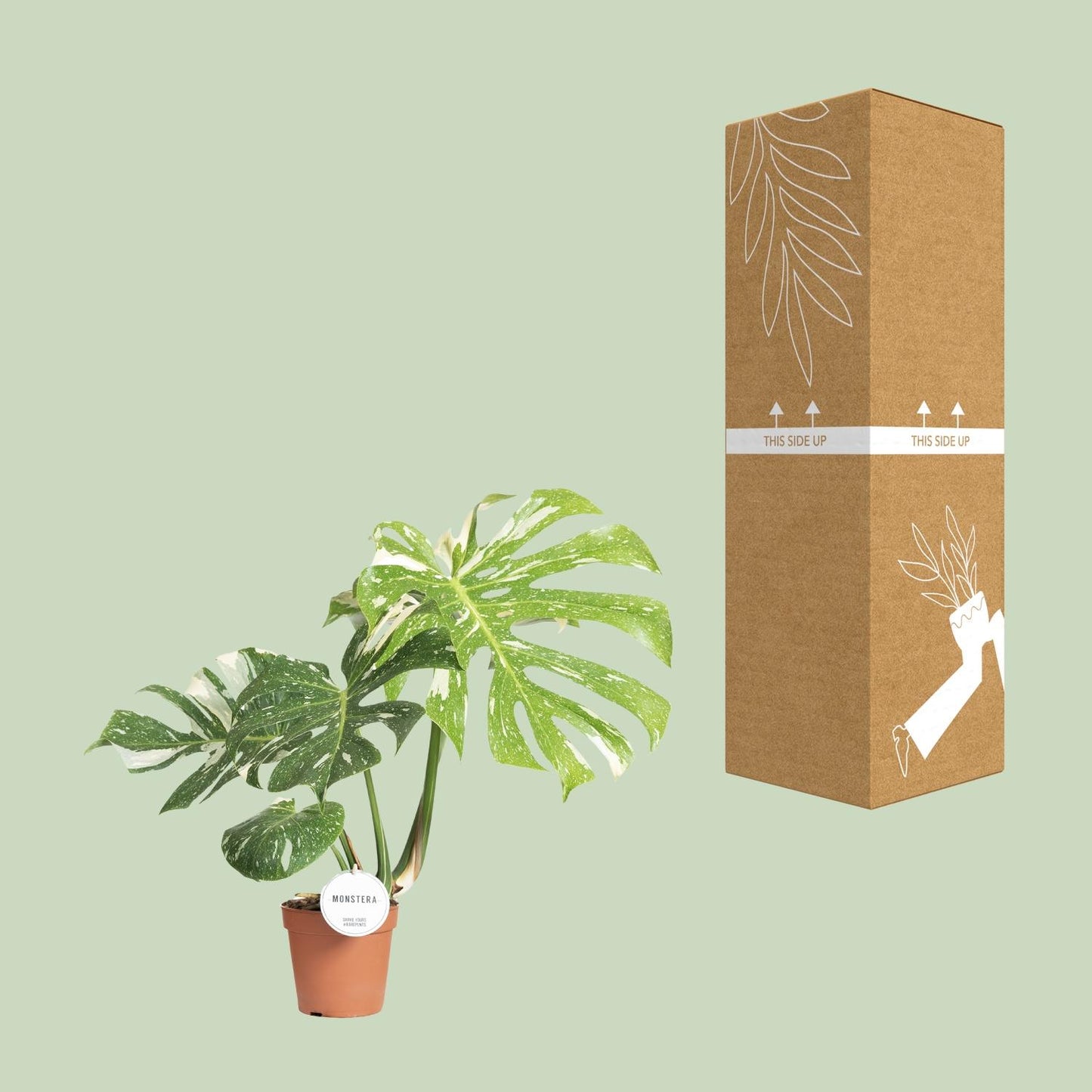 Monstera Thai Constellation – Pflegeleichte Exotische Zimmerpflanze Ø15cm