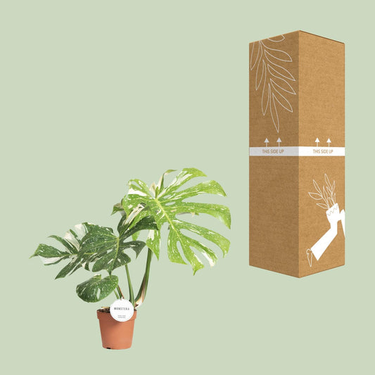 Monstera Thai Constellation – Pflegeleichte Exotische Zimmerpflanze Ø15cm