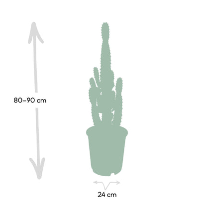 Euphorbia Acrurensis – Robuste Exotische Sukkulente Ø24cm
