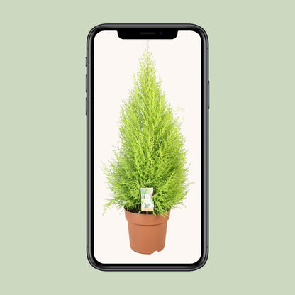 Cupressus Goldcrest Wilma – Kompakte Goldzeder Ø21cm, 90cm hoch