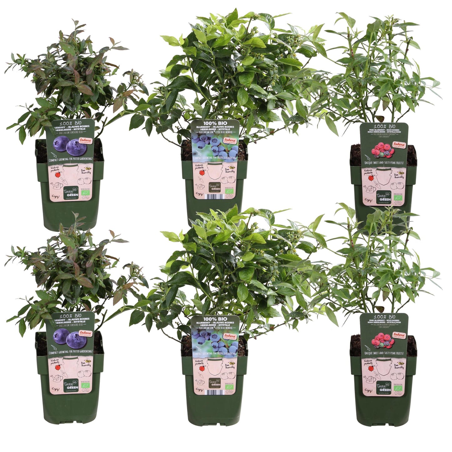 6er-Set Heidelbeerstrauch Vaccinium corymbosum Ø13cm, ca. 45cm hoch