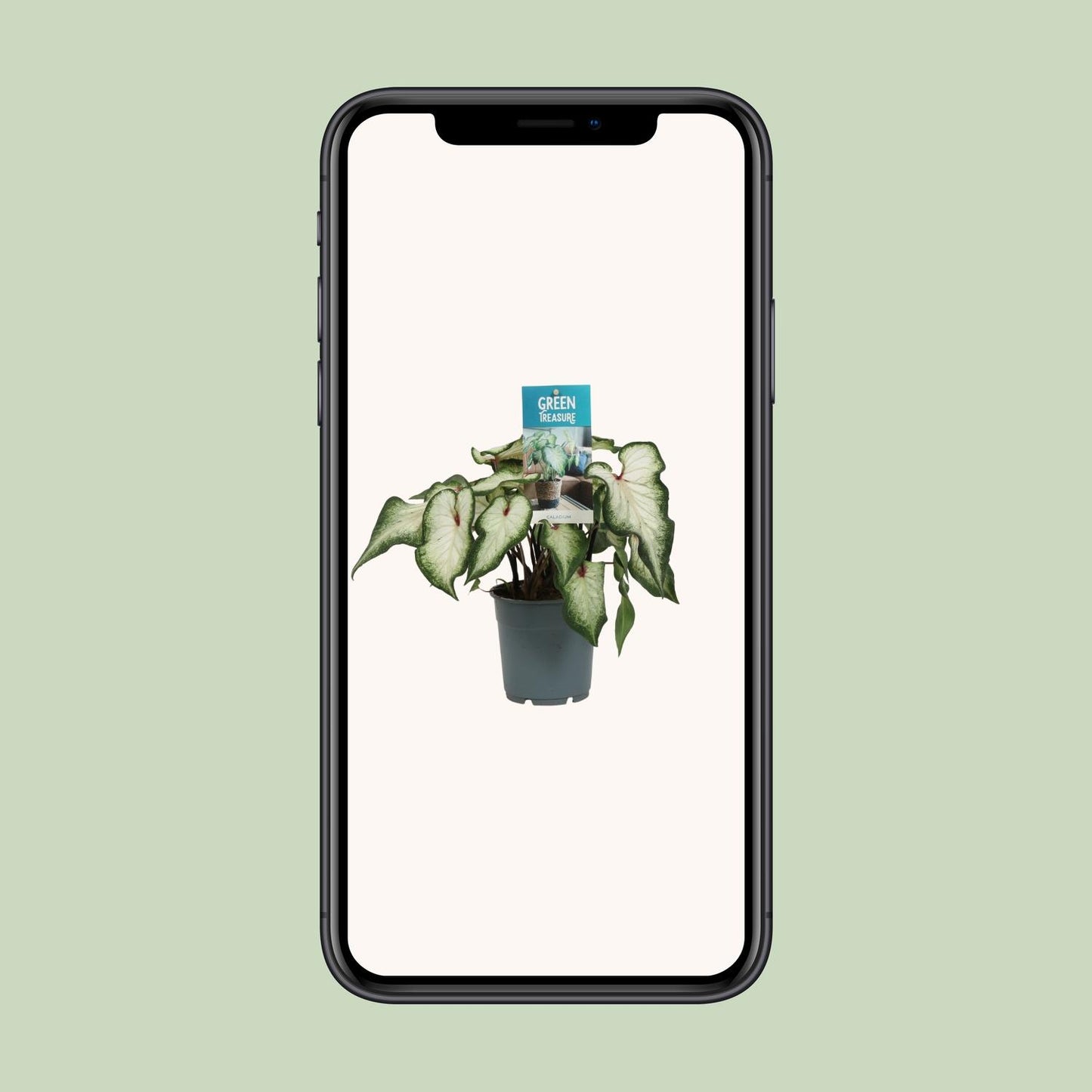 Caladium 'White Wonder' – Pflegeleichter Engelsflügel Ø12cm