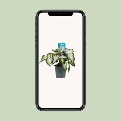 Caladium 'White Wonder' – Pflegeleichter Engelsflügel Ø12cm