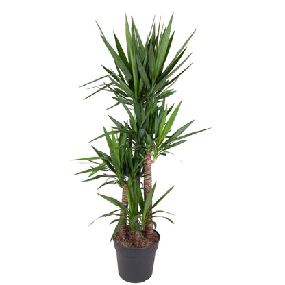 Yucca Elephantipe – Robuste Elefantenpalme 180 cm