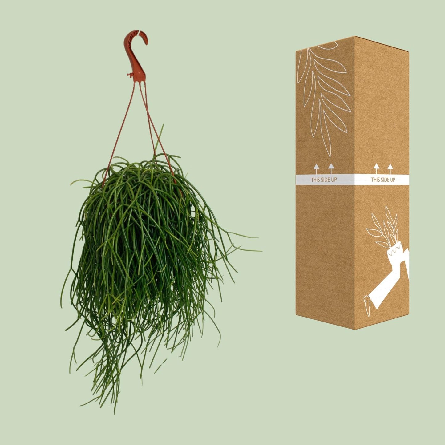 Rhipsalis Shaferi – Pflegeleichte Hängepflanze Ø17cm