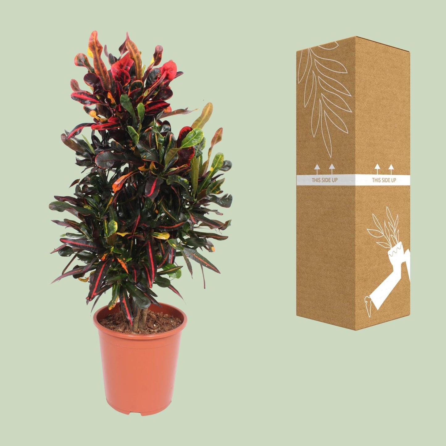 Codiaeum variegatum Mammi – Bunte Croton Zimmerpflanze Ø27cm