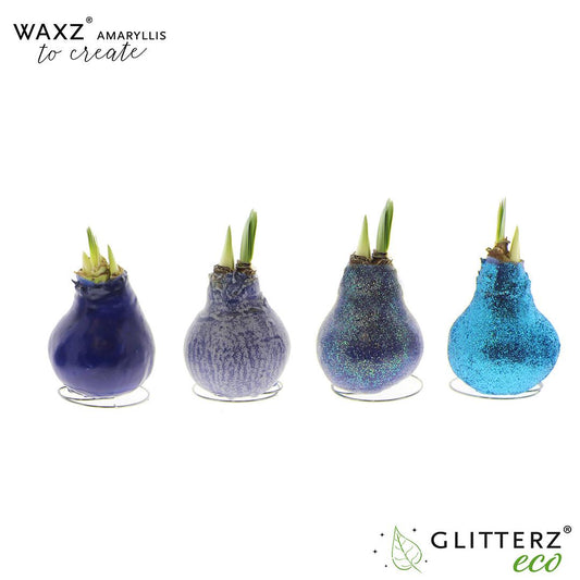 Amaryllis Waxz To Create Blue – 4er-Set Ø7 cm