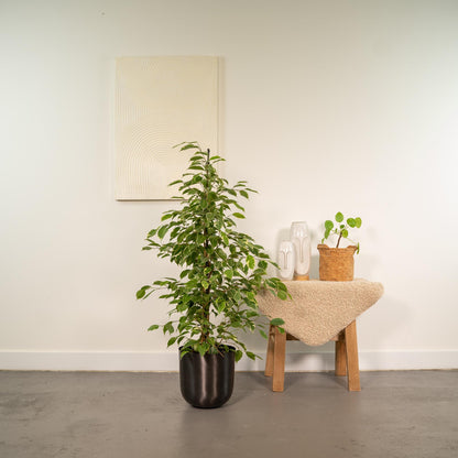 Ficus benjamina Goldenking – Pflegeleichte Zimmerpflanze Ø21cm