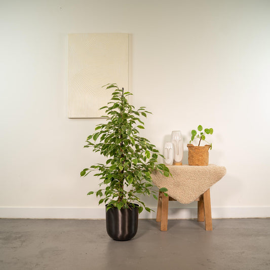 Ficus benjamina Goldenking – Pflegeleichte Zimmerpflanze Ø21cm