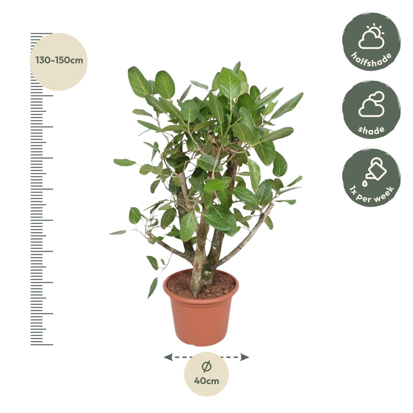 Ficus Benghalensis vertakt – Große pflegeleichte Zimmerpflanze 140 cm