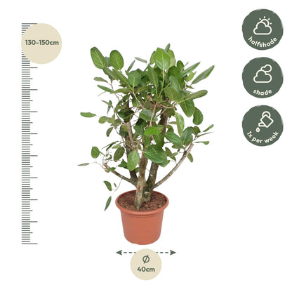Ficus Benghalensis vertakt – Große pflegeleichte Zimmerpflanze 140 cm