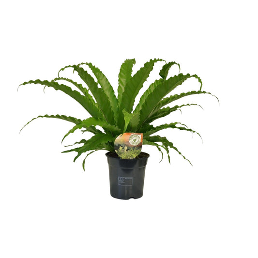 Asplenium Osaka – Pflegeleichter Farn Ø17cm, 40cm hoch
