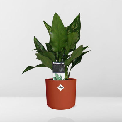 Aglaonema Maria – Pflegeleichte und luftreinigende Zimmerpflanze 14cm