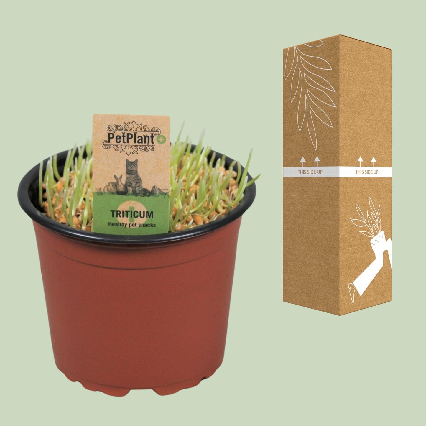 Katzen-Gras Triticum – Gesund & Pflegeleicht Ø12cm