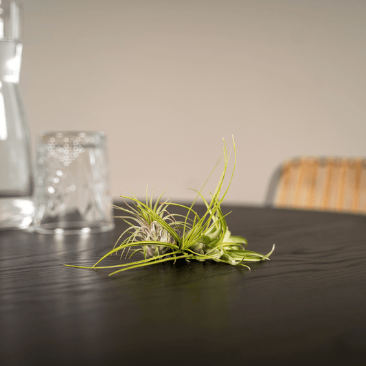 Tillandsia Air Mix – 5 pflegeleichte Luftpflanzen 6 cm