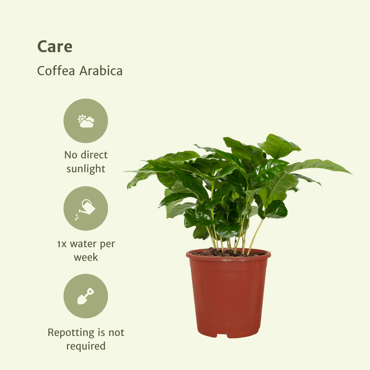 Coffea Arabica Kaffeepflanze – 2er Set, Ø12cm, ca. 25cm hoch
