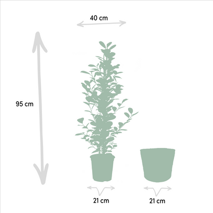 Bonsai-Feige 'Moclame' mit dekorativem Korb Ø21cm