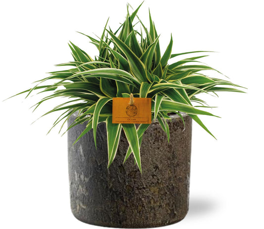 Chlorophytum Ocean mit Maas Pot Ø16cm - Pflegeleicht & Luftreinigend