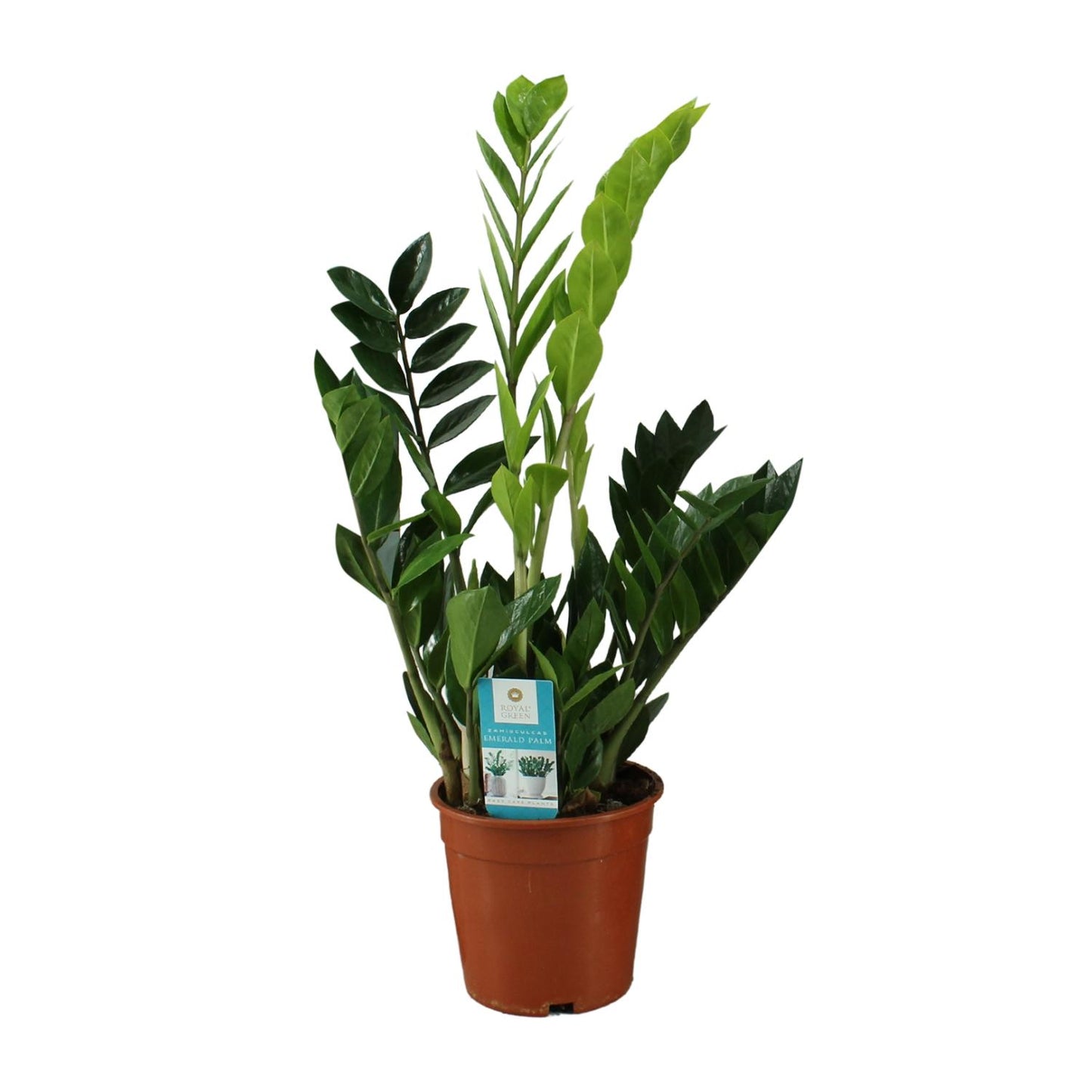 Zamioculcas Zamiifolia – Pflegeleichte Zimmerpflanze Ø17cm