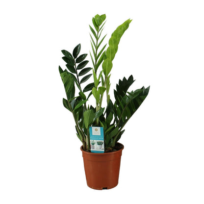 Zamioculcas Zamiifolia – Pflegeleichte Zimmerpflanze Ø17cm