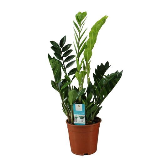 Zamioculcas Zamiifolia – Pflegeleichte Zimmerpflanze Ø17cm