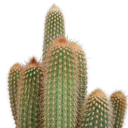 Vatricania Guentheri Säulenkaktus 17 cm – ohne Topf