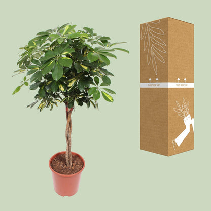 Schefflera Gold Capella – Pflegeleichte Tropen-Zimmerpflanze Ø27cm