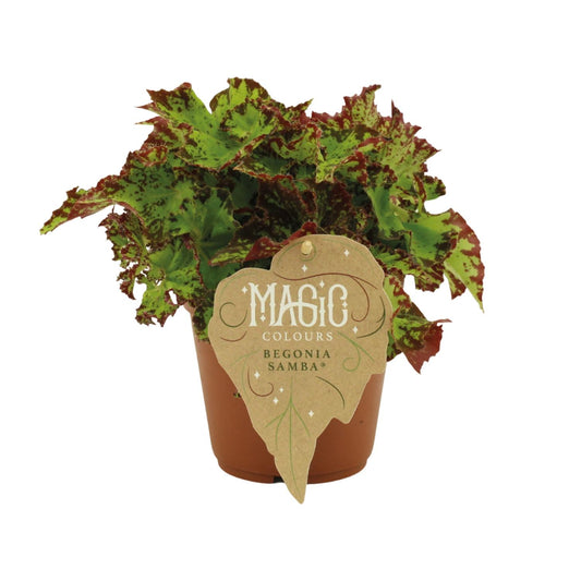 Begonia Rex Samba – Bunte, pflegeleichte Zimmerpflanze Ø12 cm