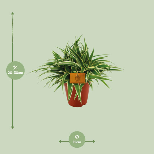 Chlorophytum Ocean – Pflegeleichte Zimmerpflanze Ø15cm