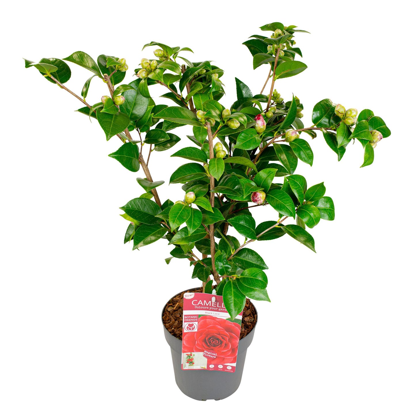 Camellia japonica 'Black Lace' – Immergrüner Strauch Ø19cm