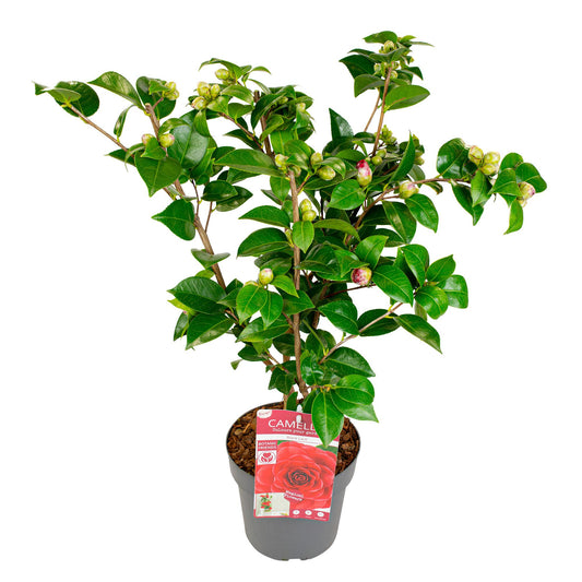 Camellia japonica 'Black Lace' – Immergrüner Strauch Ø19cm