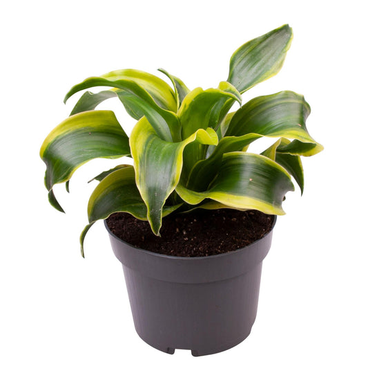 Dracaena Dragontree Tornado – Pflegeleichte Zimmerpflanze Ø12 cm