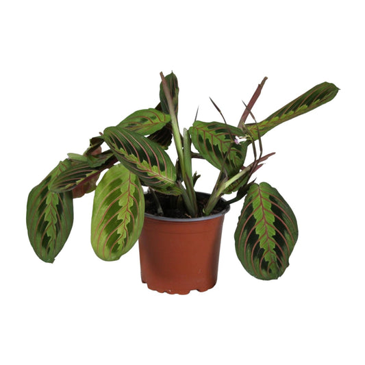Maranta Leuconeura Fascinator – Pflegeleichte Gebetspflanze Ø12cm
