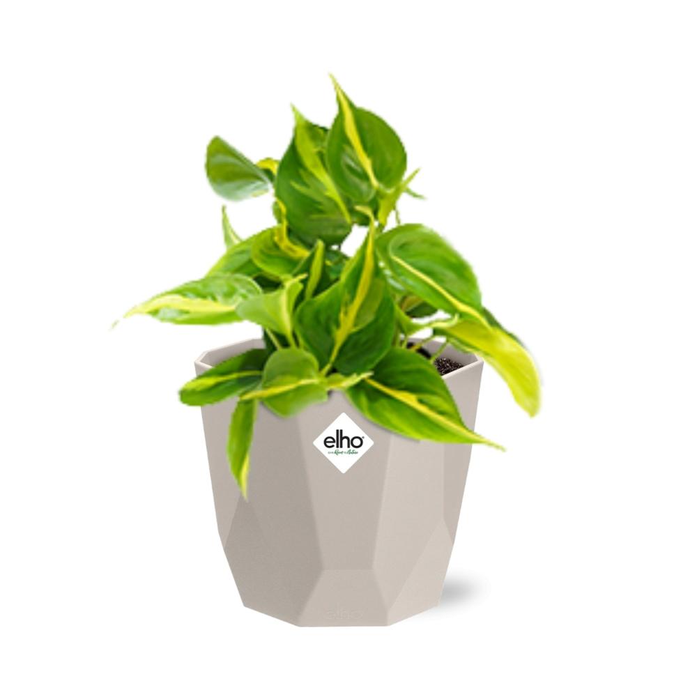 Philodendron Scandens ‘Brasil’ in ELHO b.for rock 14 cm warm grey