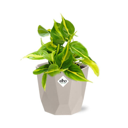 Philodendron Scandens ‘Brasil’ in ELHO b.for rock 14 cm warm grey