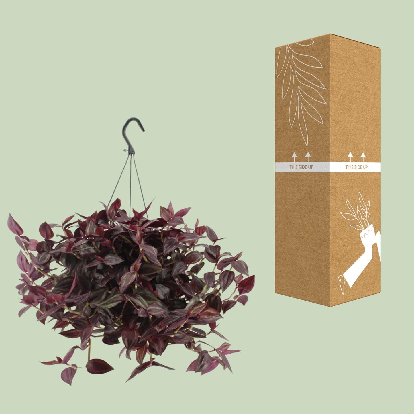 Tradescantia Jewel Red – Pflegeleichte Zimmerpflanze Ø17cm