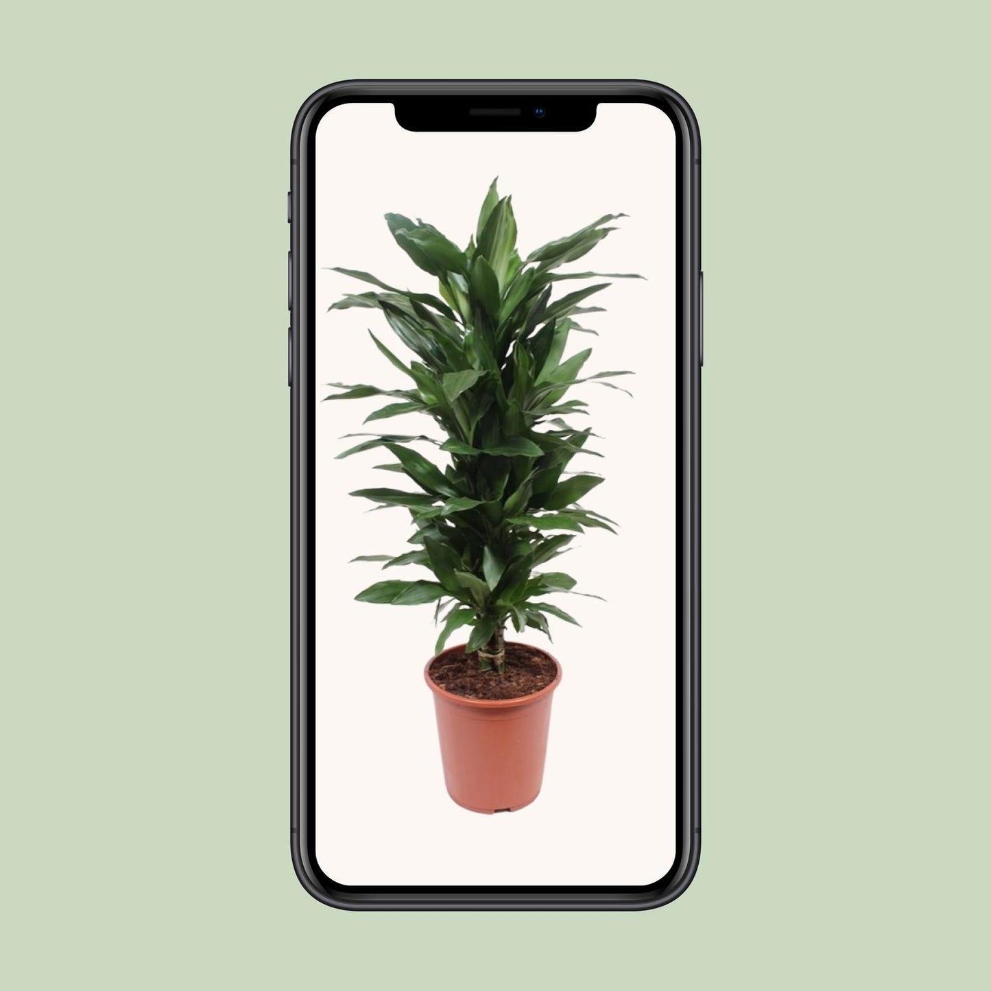 Dracaena Janet Lind – Eleganter Drachenbaum Ø27cm, 110cm hoch