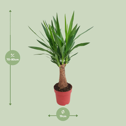 Yucca 'Maya Tree' – Elefantenfuß, 80 cm, pflegeleicht
