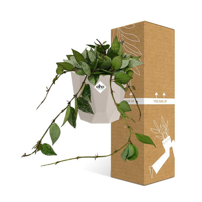 Hoya Krohniana Eskimo – Pflegeleichte Wachsblume 14 cm